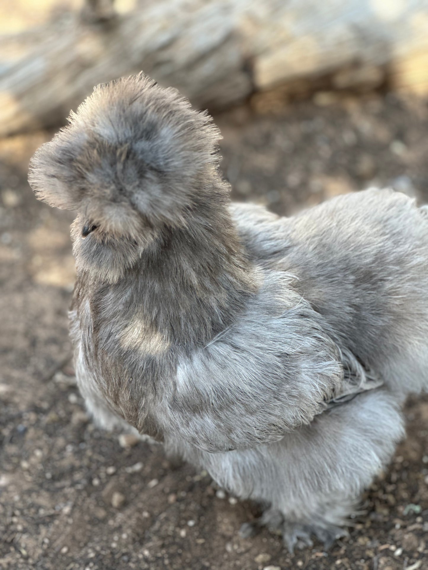 Started Pullets