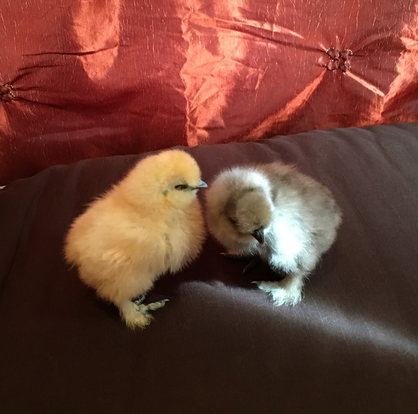Day Old Silkie Chicks