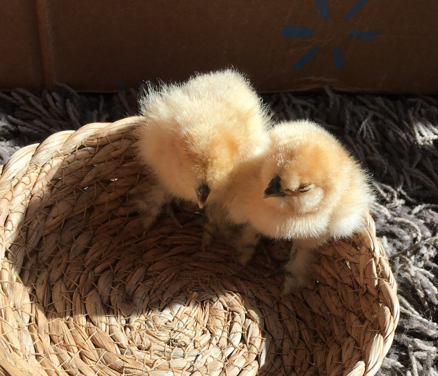 Day Old Silkie Chicks
