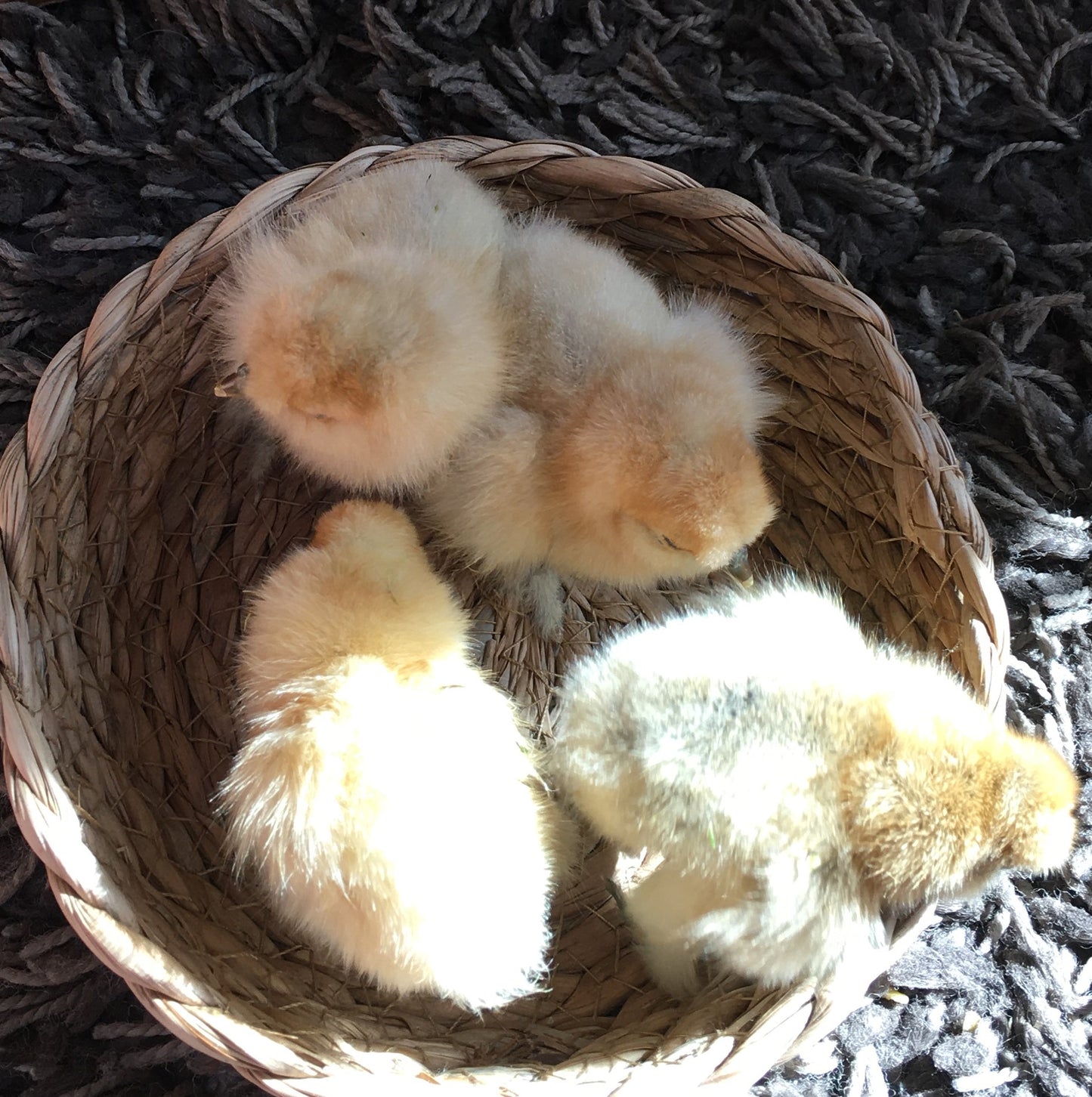 Day Old Silkie Chicks