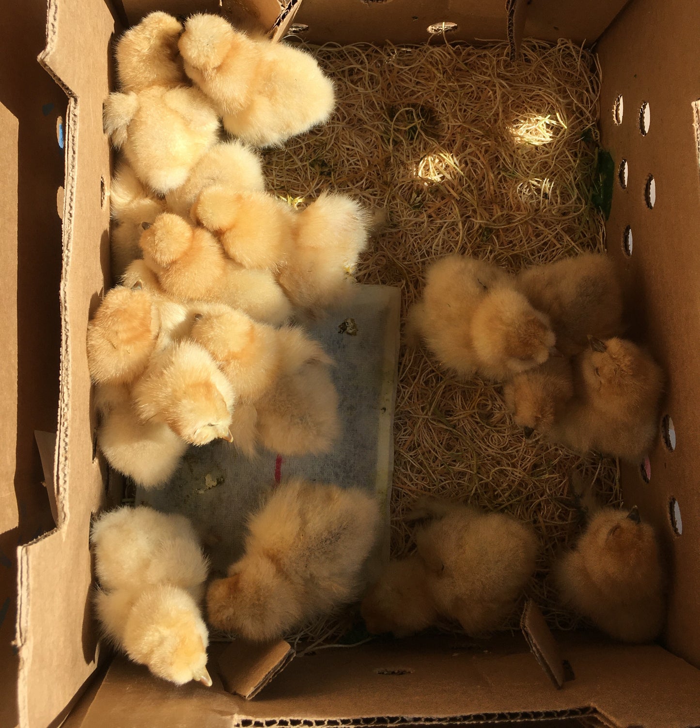 Day Old Silkie Chicks
