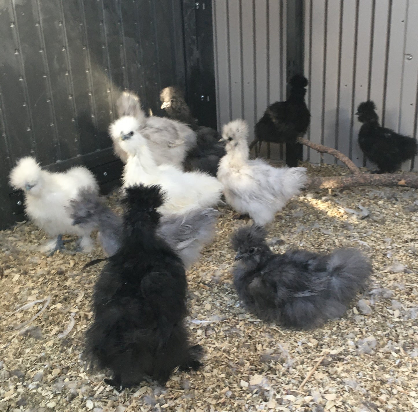 Roosters
