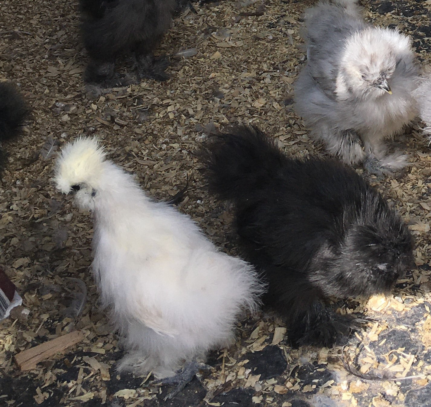 Started Pullets