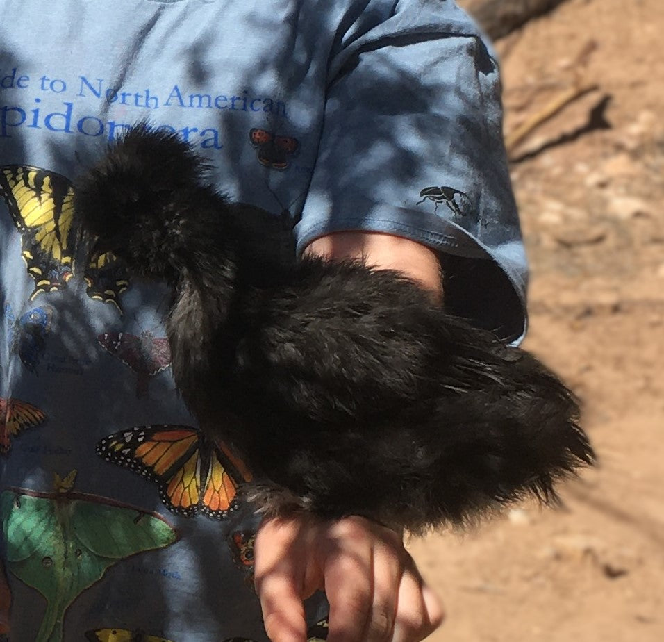 Started Pullets