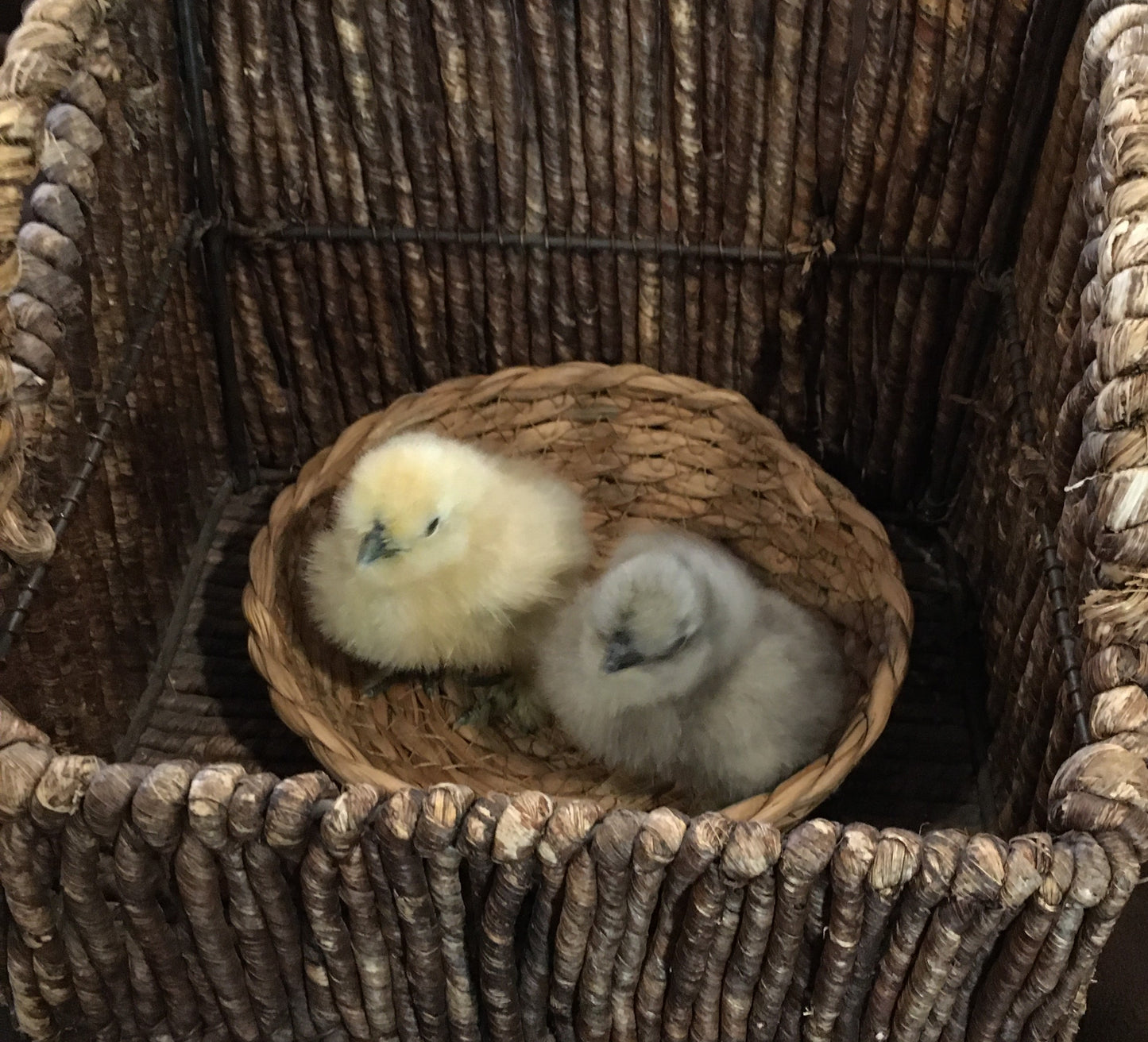 Day Old Silkie Chicks