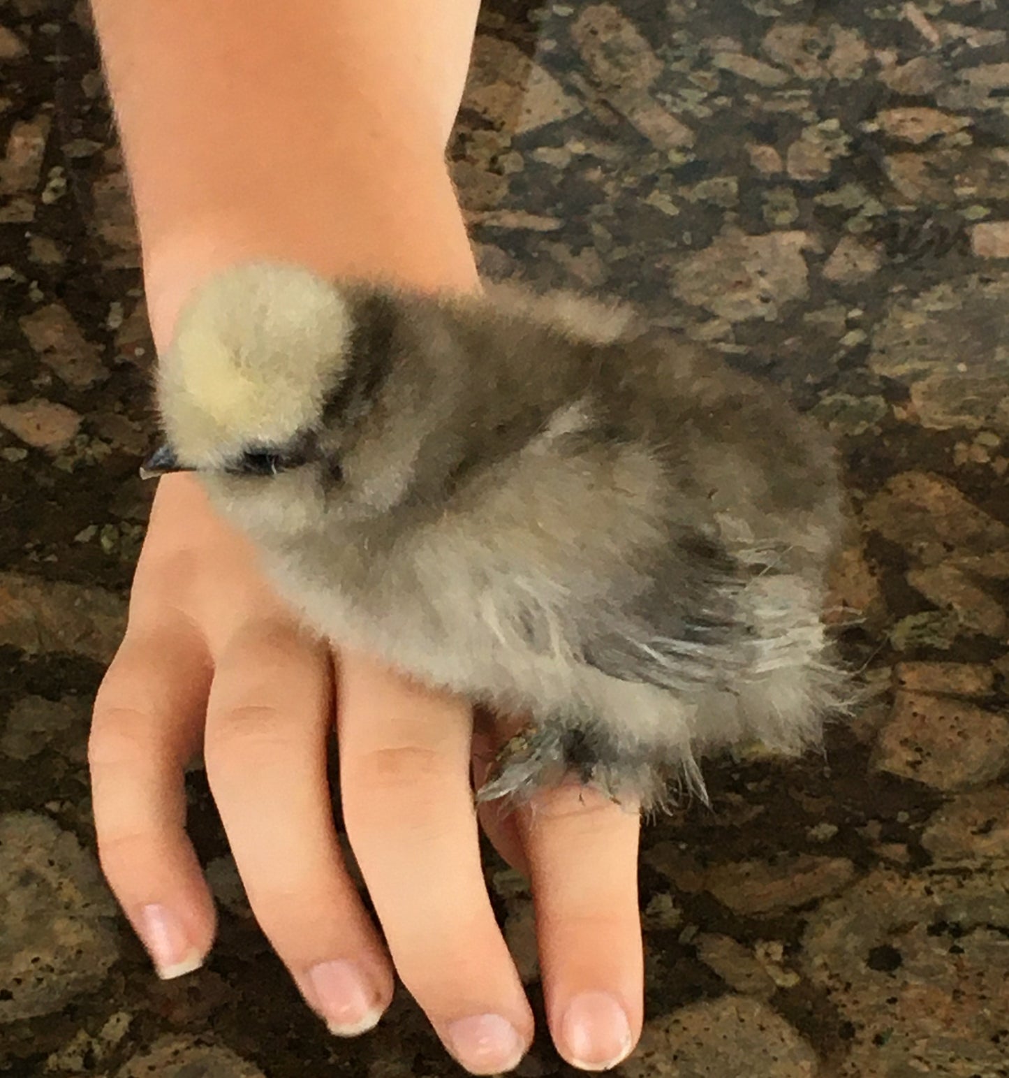 Day Old Silkie Chicks