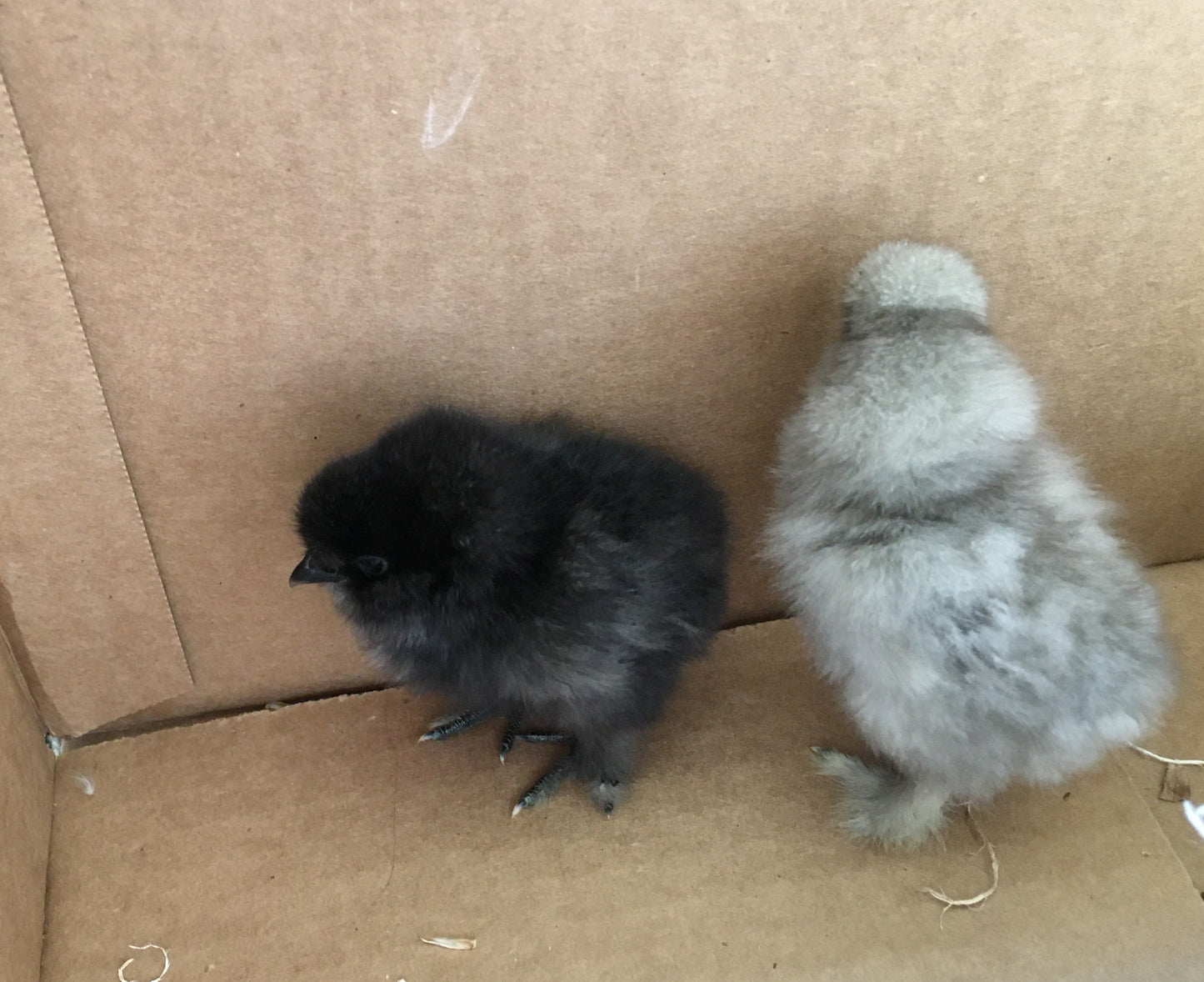 Day Old Silkie Chicks
