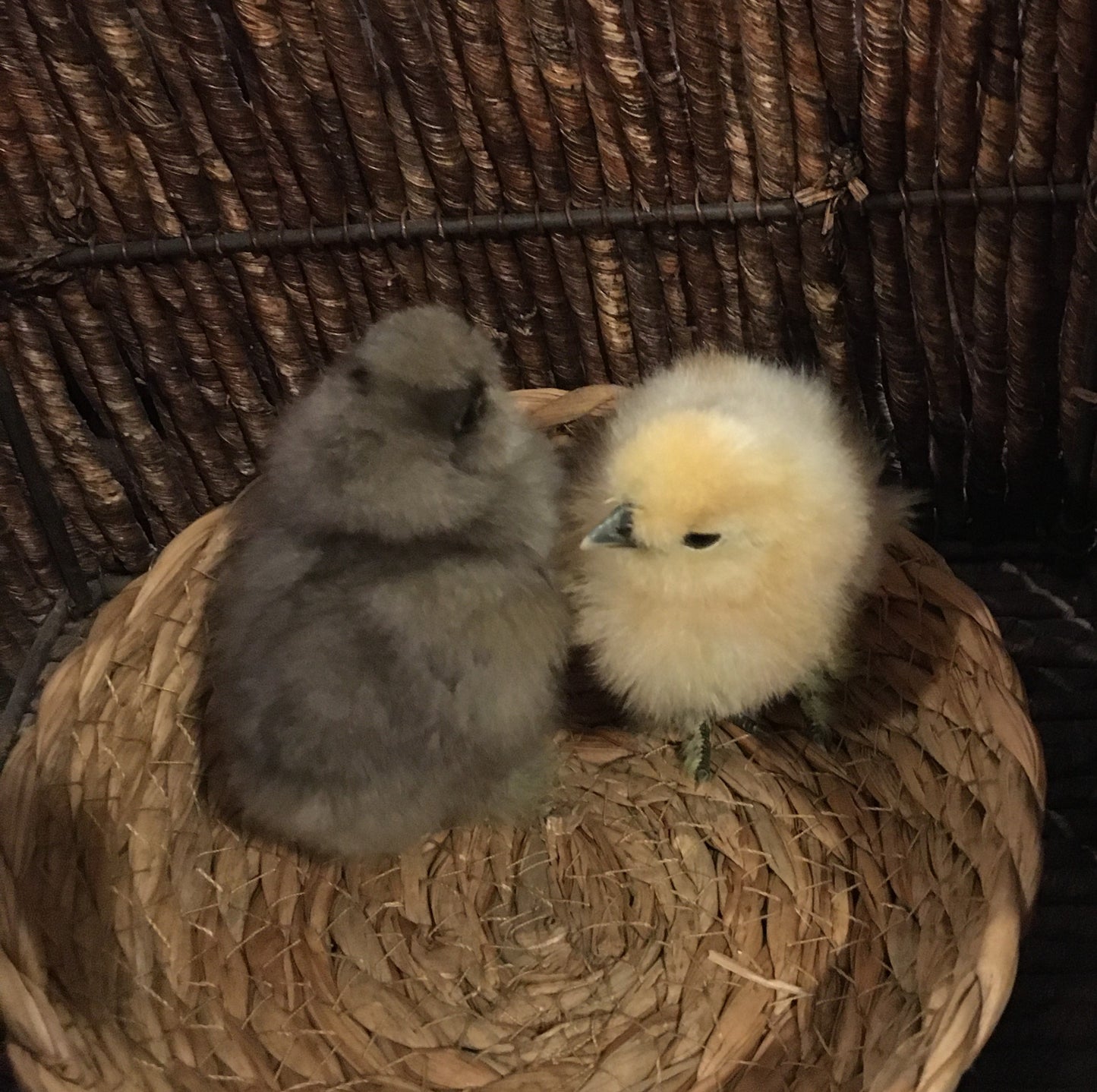 Day Old Silkie Chicks