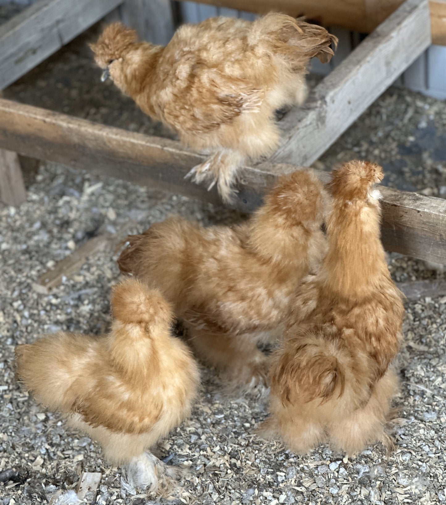 Started Pullets