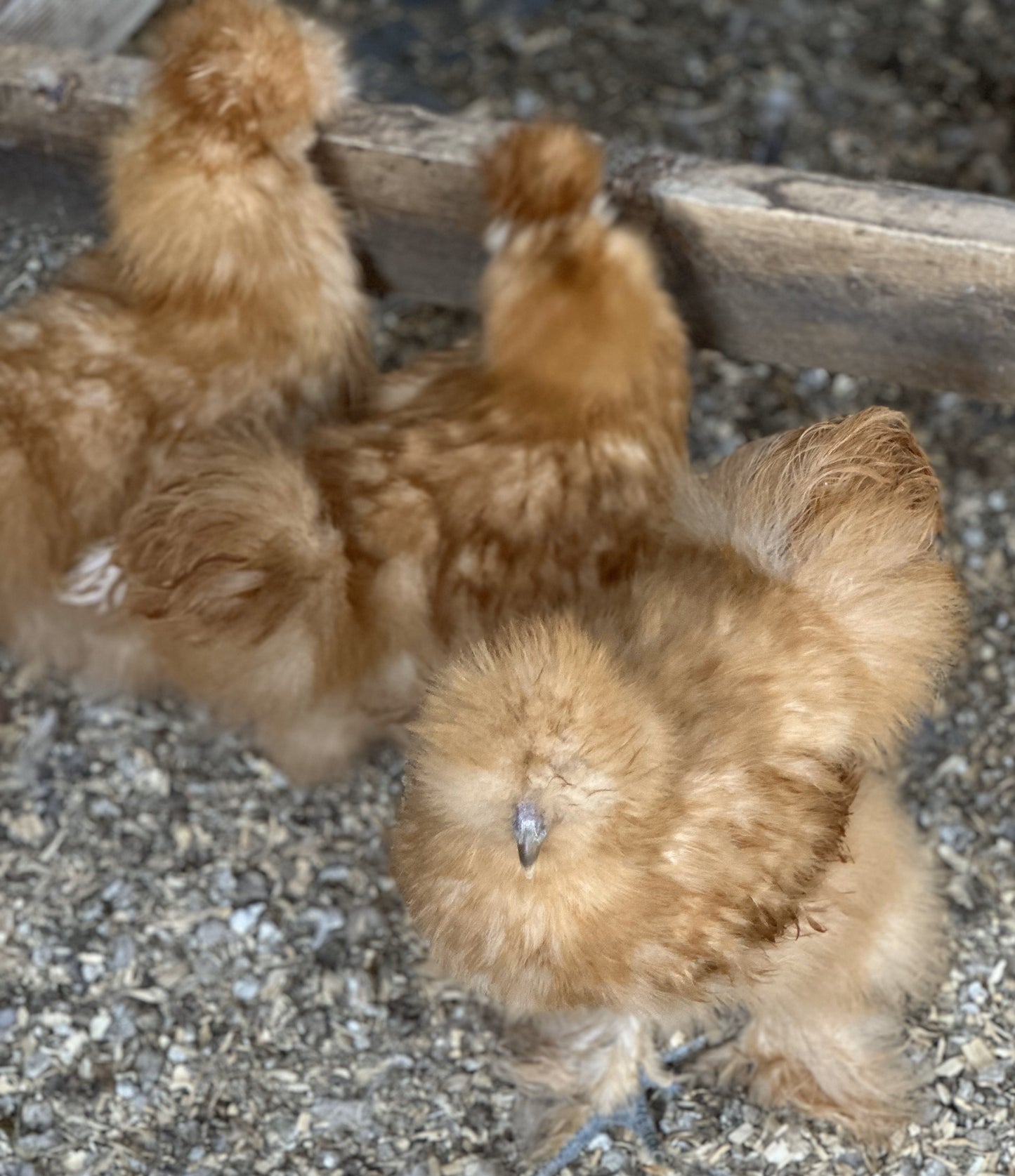 Started Pullets