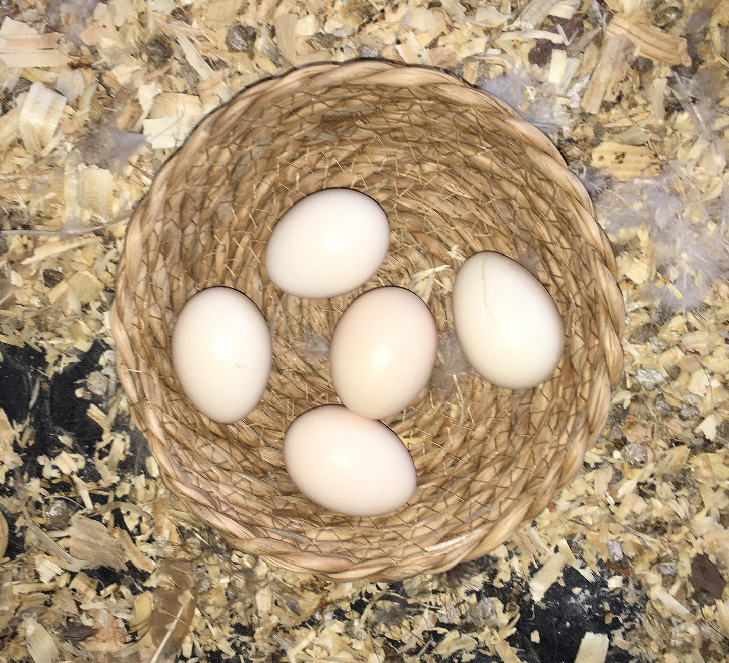 Silkie Hatching Eggs
