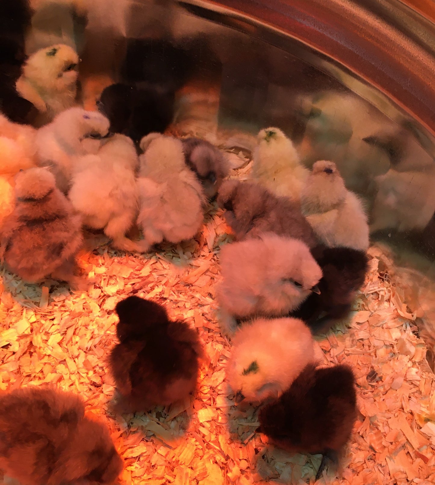 Day Old Silkie Chicks