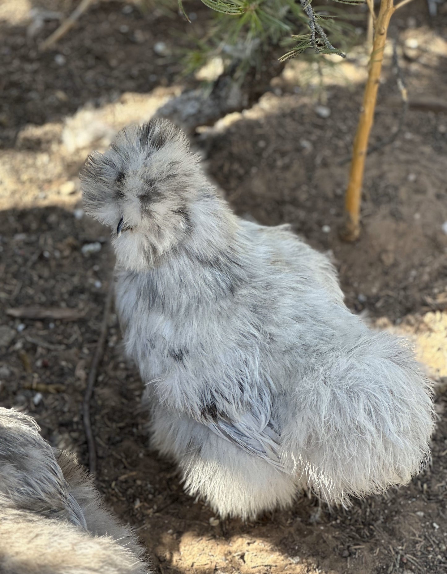Started Pullets