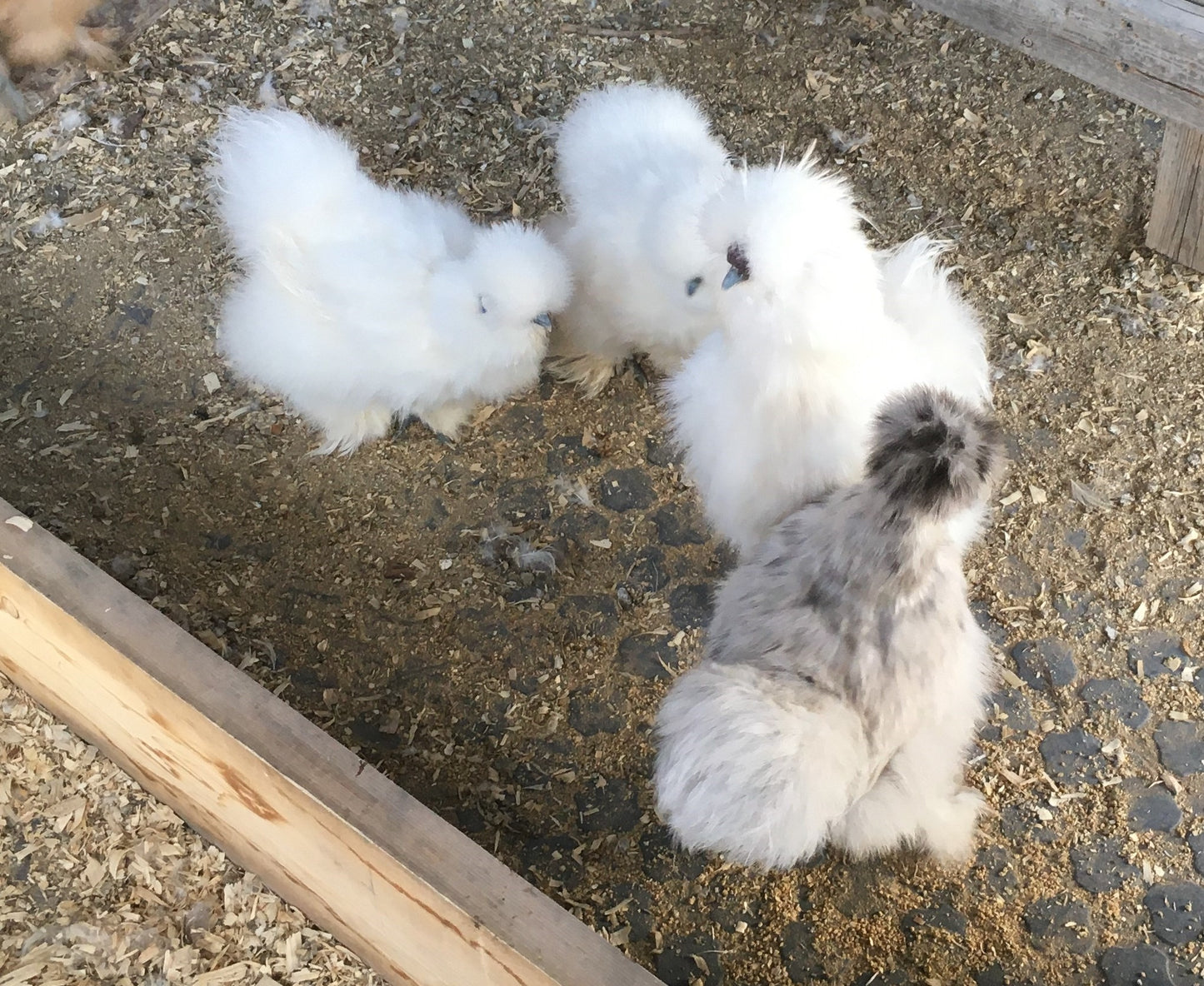 Started Pullets