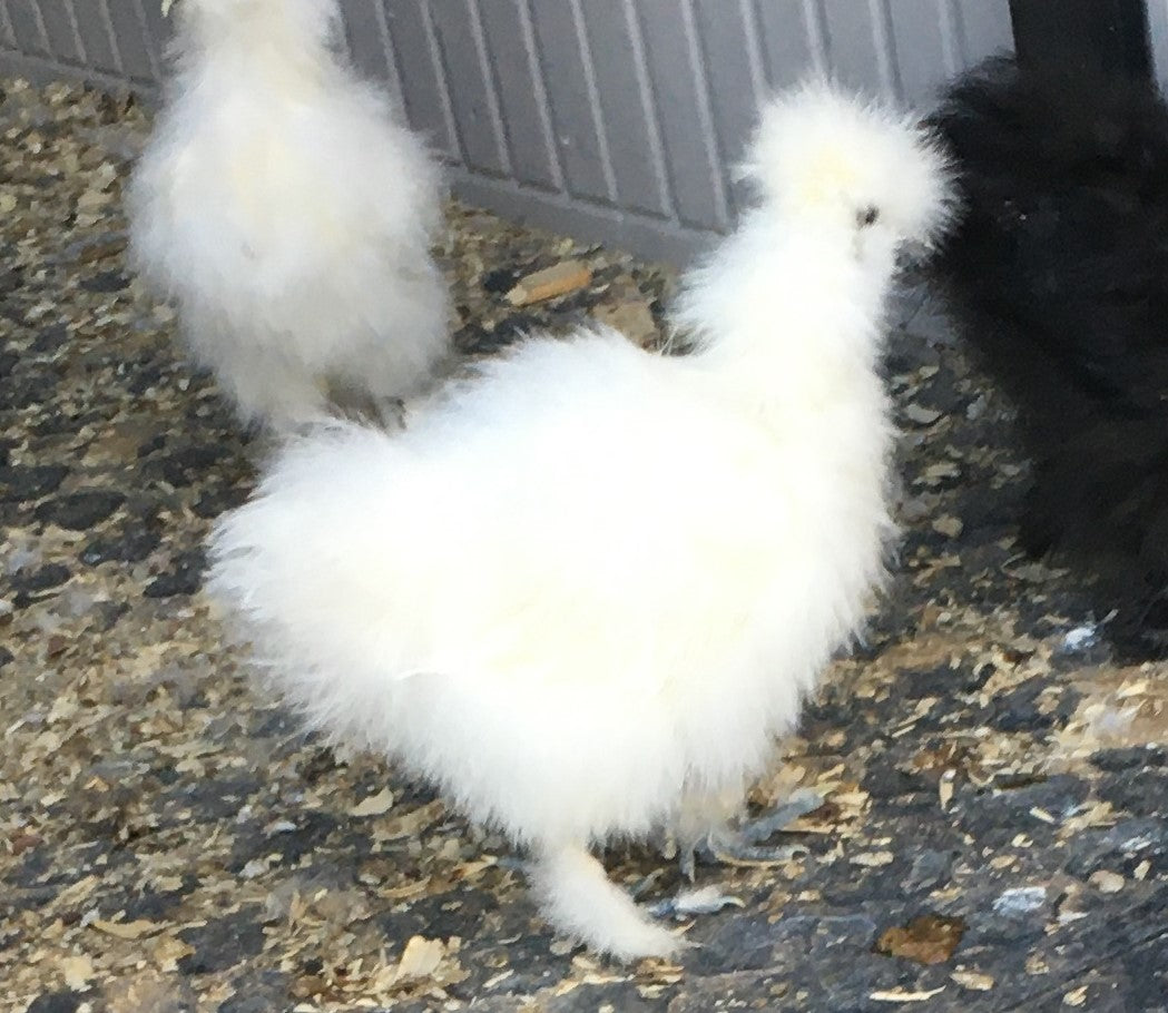 Started Pullets